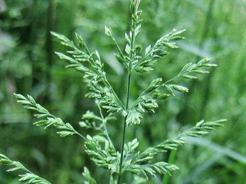 Poa pratensis