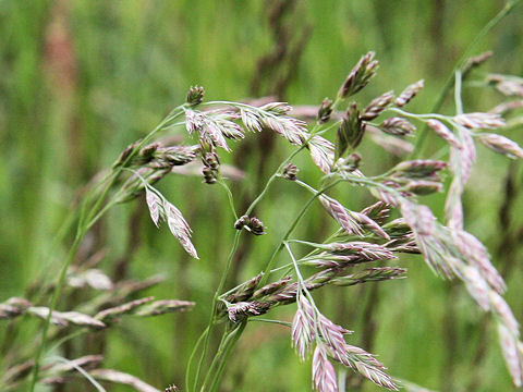 Poa pratensis