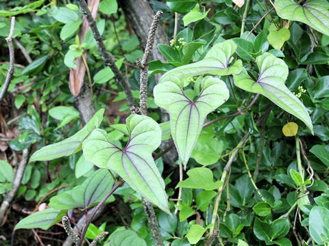 Dioscorea batatas