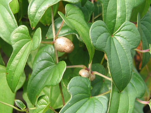 Dioscorea batatas