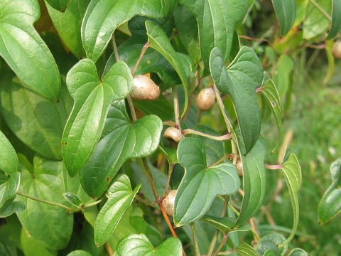 Dioscorea batatas