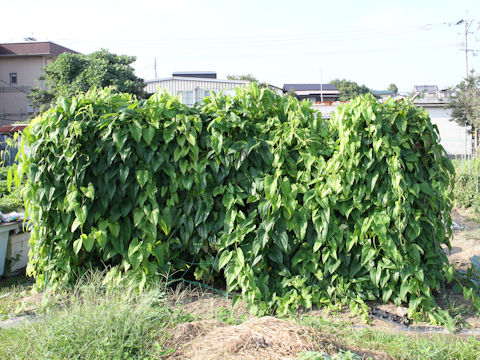 Dioscorea batatas