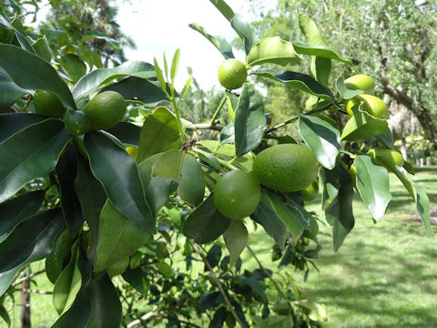 Fortunella margarita