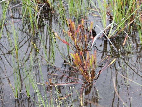 Drosera anglica