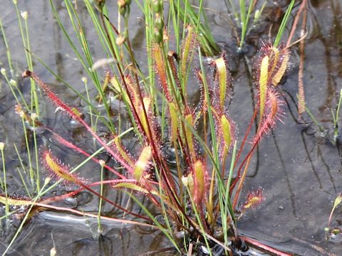 Drosera anglica