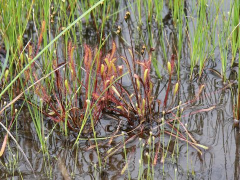 Drosera anglica