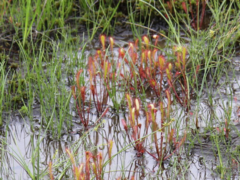 Drosera anglica