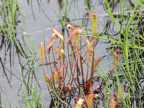 Drosera anglica