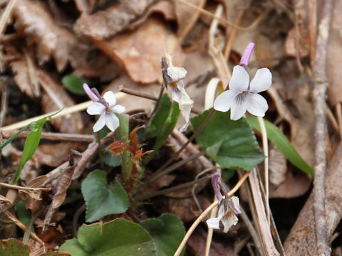 Viola rostrata var. japonica