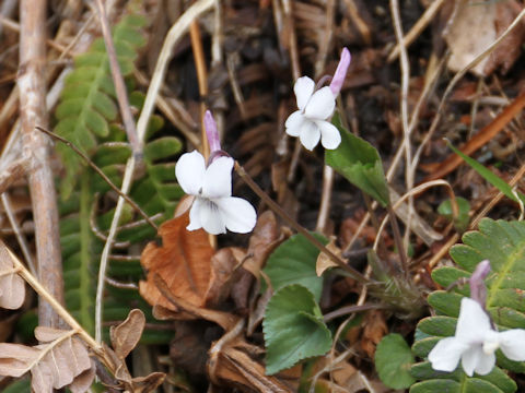 Viola rostrata var. japonica