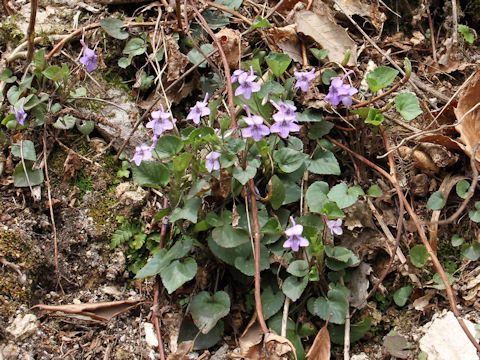 Viola rostrata var. japonica