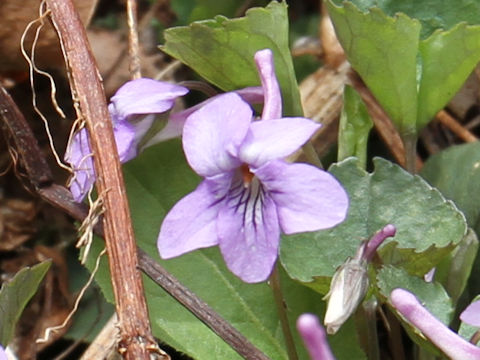 Viola rostrata var. japonica