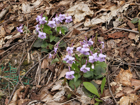 Viola rostrata var. japonica