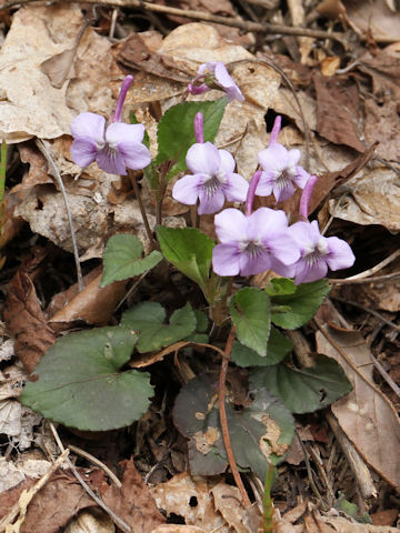 Viola rostrata var. japonica