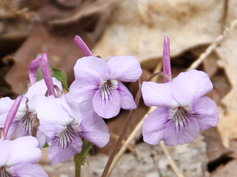 Viola rostrata var. japonica