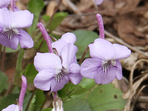 Viola rostrata var. japonica