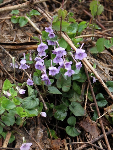 Viola rostrata var. japonica