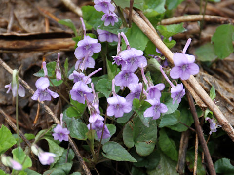 Viola rostrata var. japonica