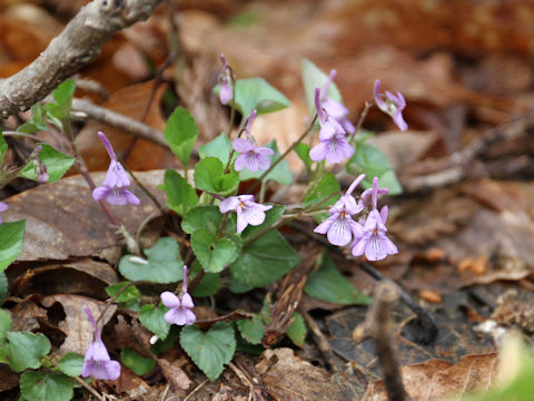 Viola rostrata var. japonica