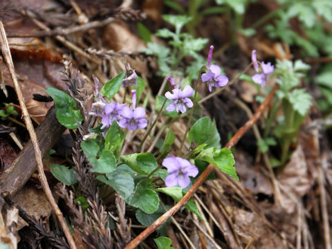 Viola rostrata var. japonica
