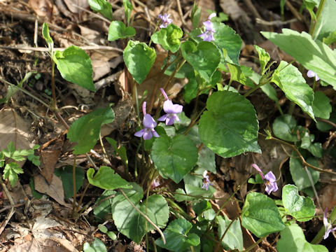 Viola rostrata var. japonica