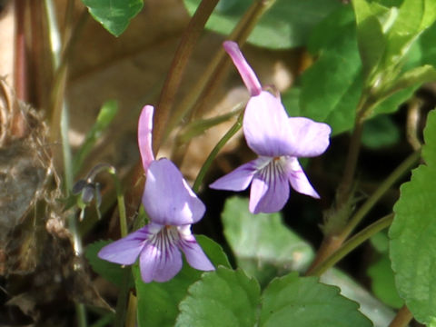 Viola rostrata var. japonica