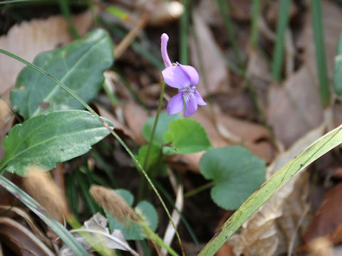 Viola rostrata var. japonica