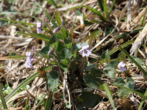 Viola rostrata var. japonica