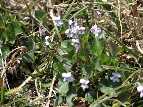 Viola rostrata var. japonica