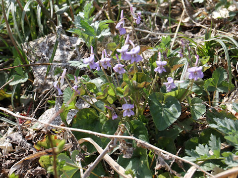 Viola rostrata var. japonica