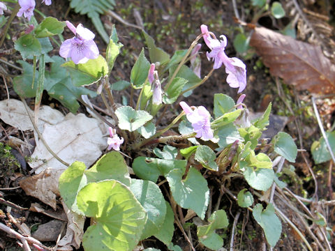 Viola rostrata var. japonica