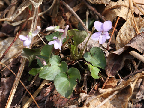 Viola rostrata var. japonica