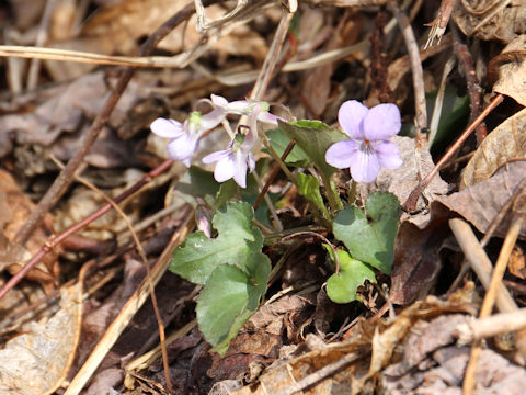 Viola rostrata var. japonica