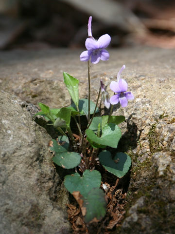 Viola rostrata var. japonica