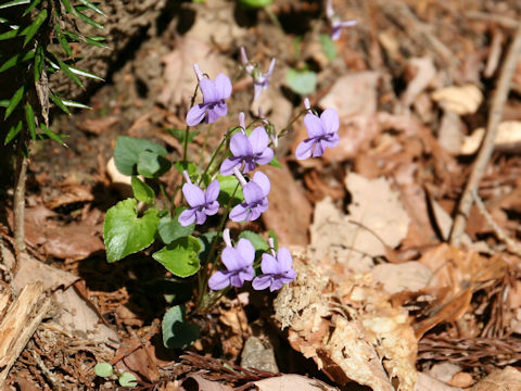 Viola rostrata var. japonica