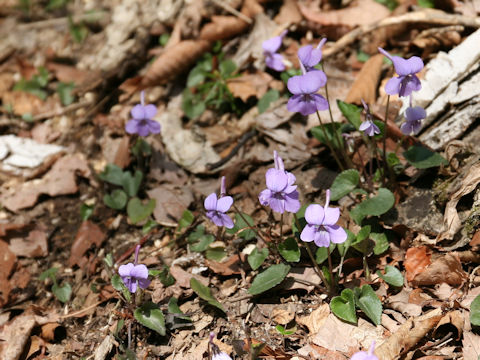 Viola rostrata var. japonica