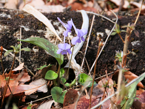 Viola rostrata var. japonica