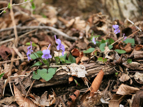 Viola rostrata var. japonica