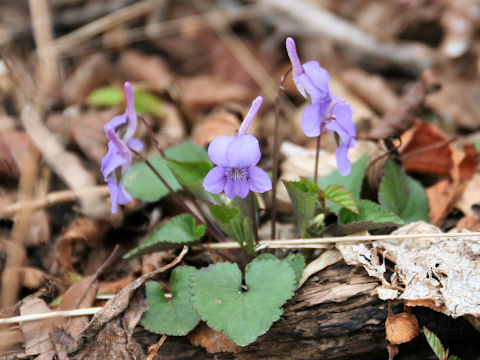 Viola rostrata var. japonica