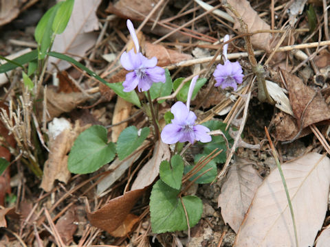 Viola rostrata var. japonica