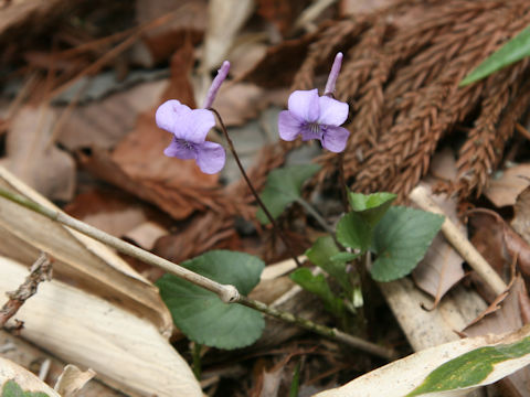 Viola rostrata var. japonica