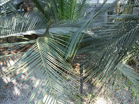 Macrozamia moorei