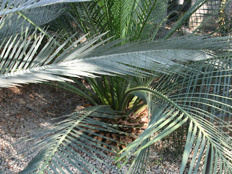 Macrozamia moorei