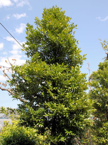 Podocarpus nagi