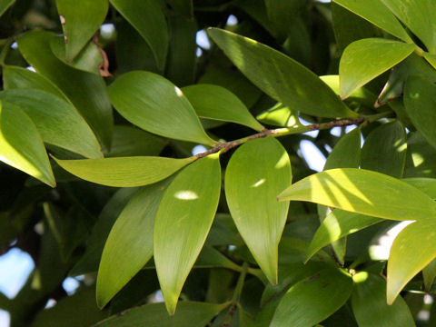 Podocarpus nagi