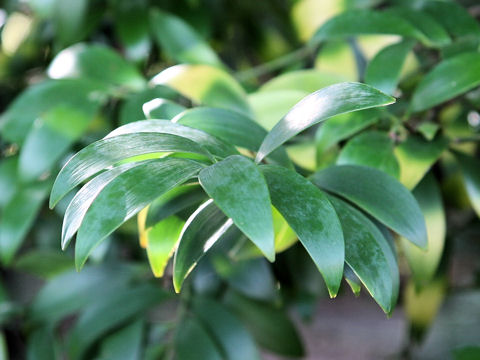 Podocarpus nagi