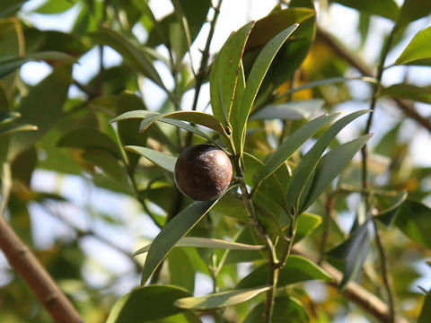 Podocarpus nagi