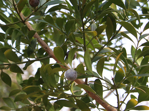 Podocarpus nagi