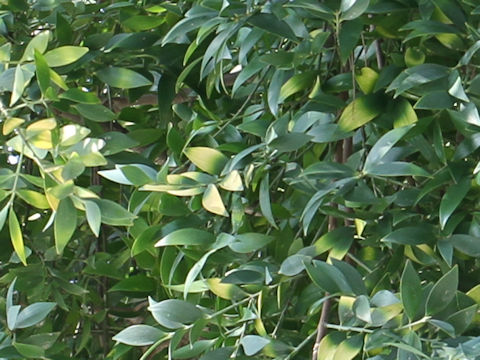 Podocarpus nagi