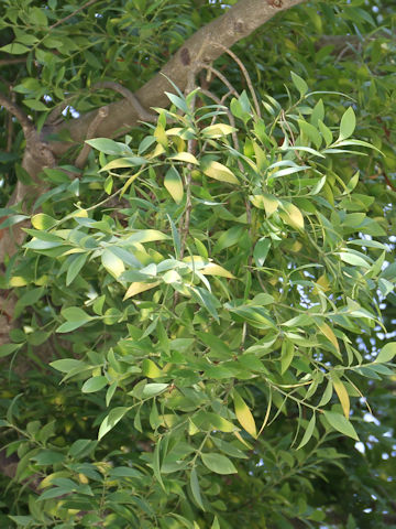 Podocarpus nagi